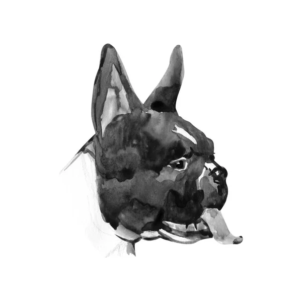 Ilustrasi warna air dari ras bulldog Perancis. Kepala anjing hitam dan putih terisolasi . — Stok Foto