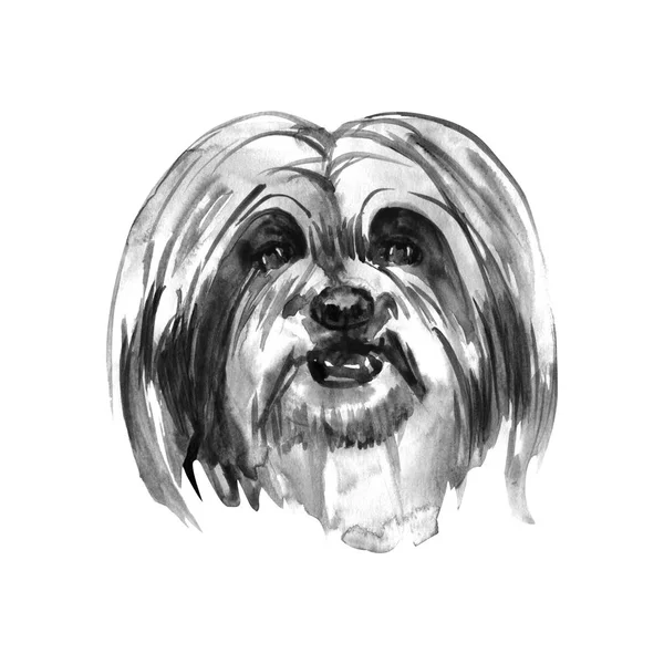 拉萨阿普索手绘, 孤立的水彩狗 — 图库照片