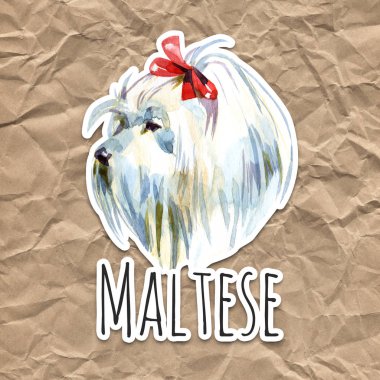 Malta kaniş köpek. Bolognese. Oyuncak ya da minyatür kaniş suluboya arka plan üzerinde. Papyon ile şirin köpek yavrusu. Suluboya elle çizilmiş evde beslenen hayvan illüstrasyon. Hayvan sanat koleksiyonu: köpekler. İyi baskı