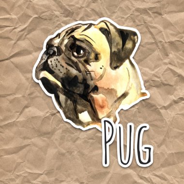 Suluboya köpek Pug portre - el çizimi Evcil hayvan boyalı
