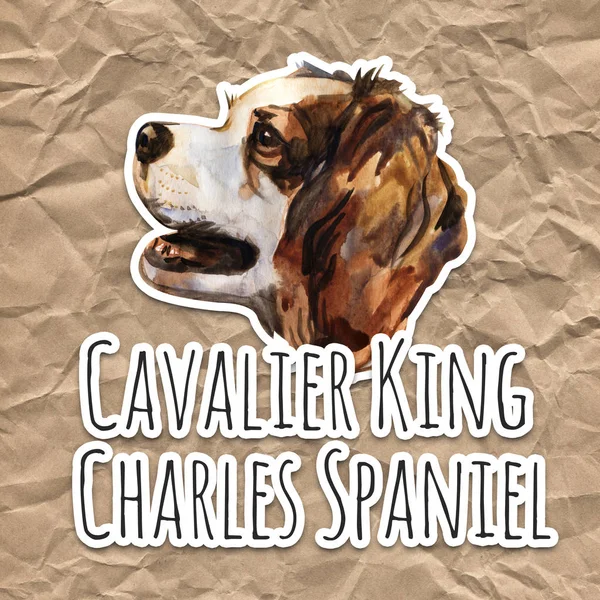 Kavalír king charles španělů - ručně malované, izolované akvarel pes portrét — Stock fotografie