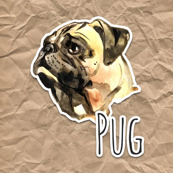Aquarel hond Pug portret - handgeschilderde illustratie van huisdieren — Stockfoto