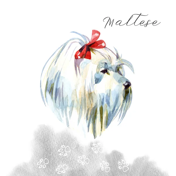 Maltese Poodle Dog. The Bolognese. Toy or Miniature Poodle on watercolor background. Cute puppy with the bow tie. Watercolor hand drawn pet illustration. Animal art collection: Dogs. Good for print