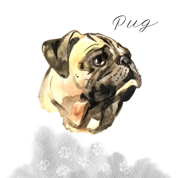 Portrait de carlin pour chien aquarelle - Illustration peinte à la main d'animaux de compagnie — Photo