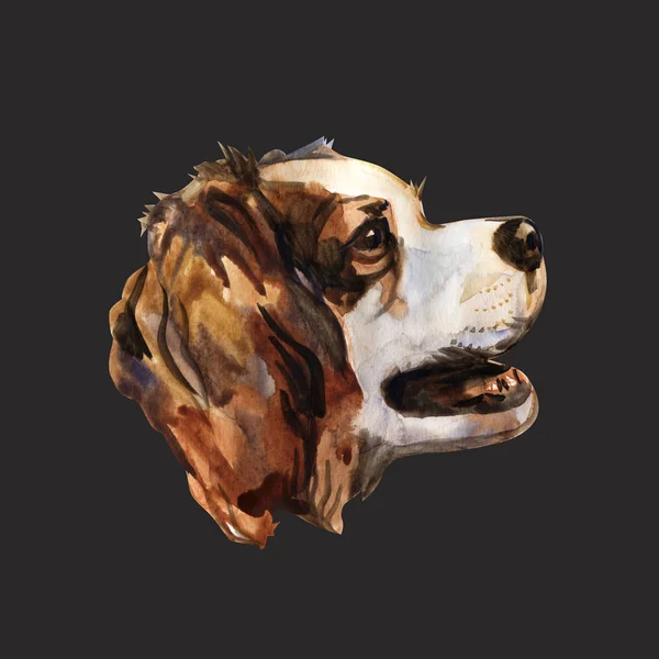 キャバリア キング ・ チャールズ ・ スパニエル - 手塗られた、孤立した水彩画犬の肖像画 — ストック写真