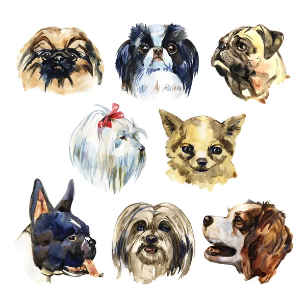 Πορτρέτο χαριτωμένος σκύλος οριστεί απομονωμένες. Ακουαρέλα χέρι εικονογράφηση. Δημοφιλή διακοσμητικά σκύλοs breeds. Ευχετήρια κάρτα για το σχεδιασμό. — Φωτογραφία Αρχείου