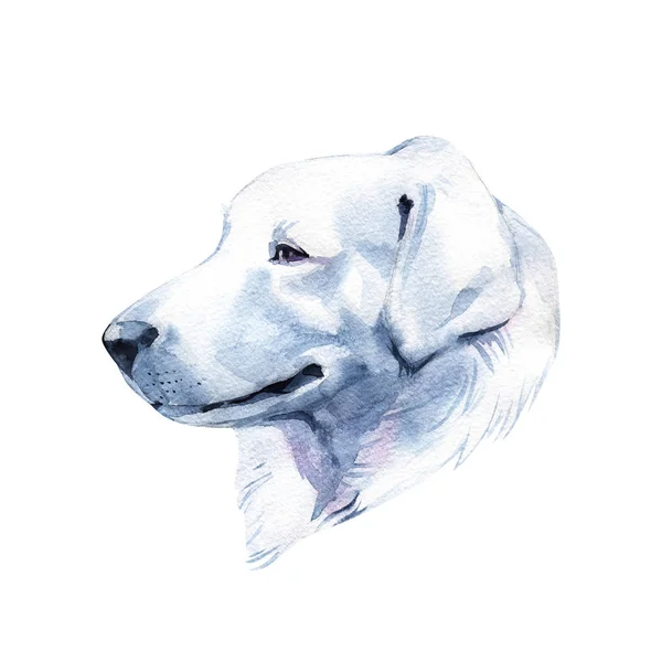 Szlovák csuvacs. Szlovák csuvacs kutyafajta hosszú szőr digitális művészet. Akvarell portré közel ki háziasított állat, húzott kutyus szlovák fajtiszta kutya profil kézi. — Stock Fotó