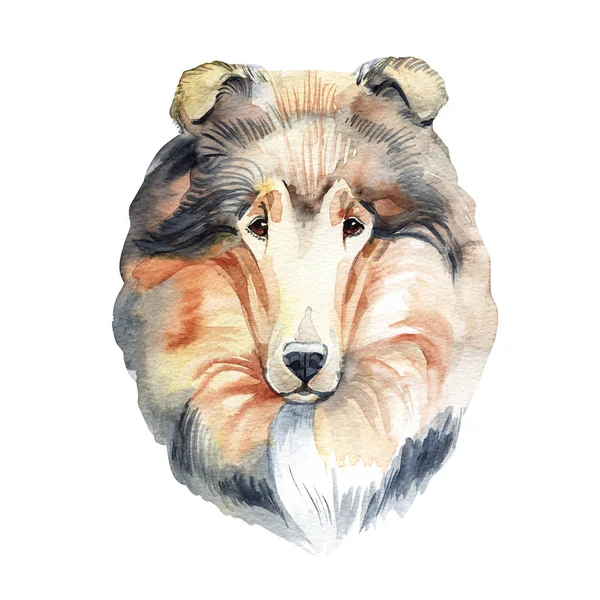 Kolie. Portrét psa. Akvarelu ručně kreslené ilustrace. — Stock fotografie