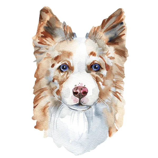 Акварельный портрет собаки пограничной колли, крупным планом на белом фоне, с элементами капель и брызг краски — стоковое фото