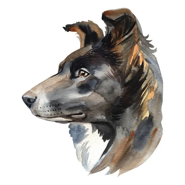 Watercolor dog portrait of a border collie, closeup on a white background, with elements of drips and paint splatter — Stock Photo, Image