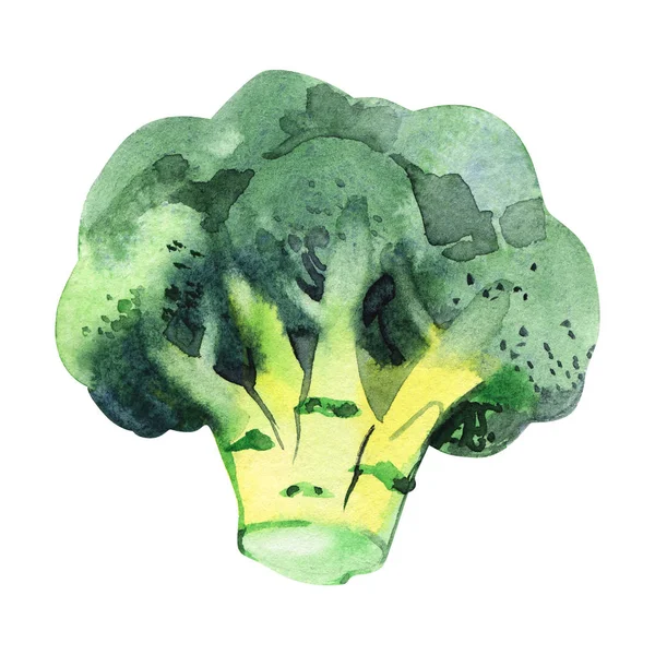 Brócoli vegetal acuarela aislado sobre un fondo blanco. Pintura a mano — Foto de Stock