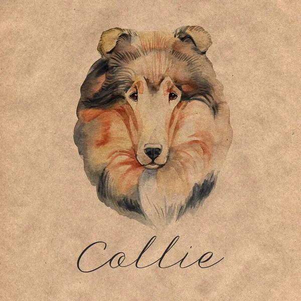 Collie. Stående hund. Akvarell handritad illustration. — Stockfoto