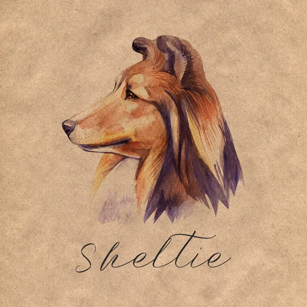 Sheltie Stående Hund Akvarell Handritad Illustration — Stockfoto