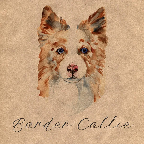 Border Collie. Portrait of a Dog. Cute puppy isolated on white background. Australian Shepherd. Hand drawn illustration.
