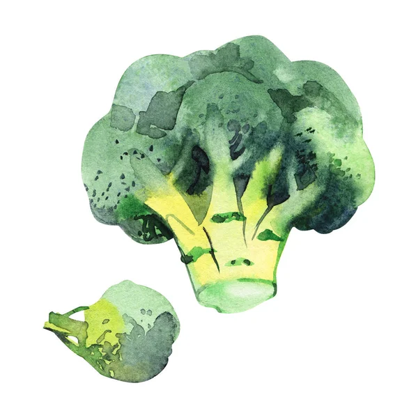 Aquarel groente broccoli geïsoleerd op een witte achtergrond. Schilderij van de hand — Stockfoto
