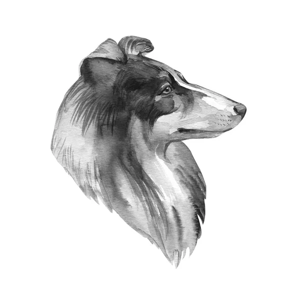 Skót juhászkutya. Portré kutya. Akvarell kézzel rajzolt ábra. — Stock Fotó