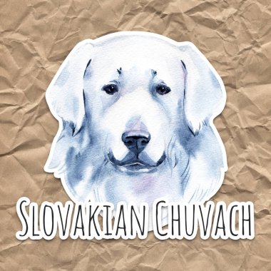 Slovakça Chuvach. Slovakça cuvac köpek doğurmak uzun kürk dijital sanat ile. Suluboya portre yakın kadar evcil hayvan, el çekilmiş köpek Slovakça safkan köpek profil.