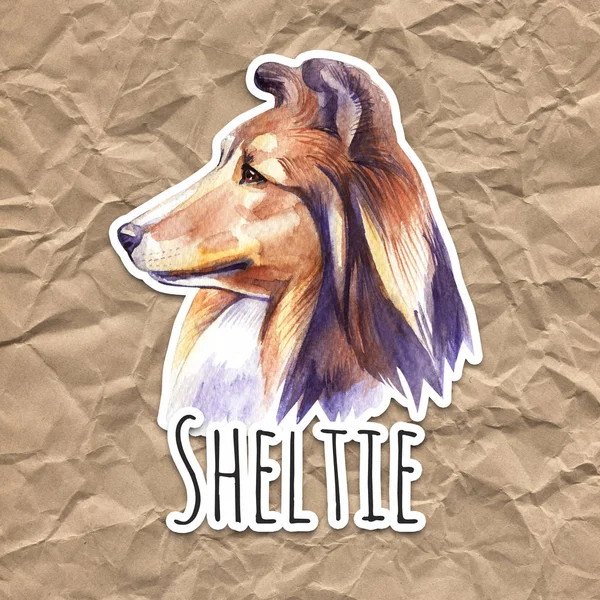 Sheltie. Cão retrato. Ilustração desenhada à mão aquarela . — Fotografia de Stock