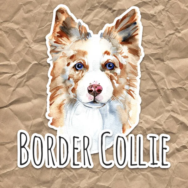 Portrét akvarel psa border kolie, Detailní záběr na bílém podkladu, s prvky nekape a malování drmolit — Stock fotografie