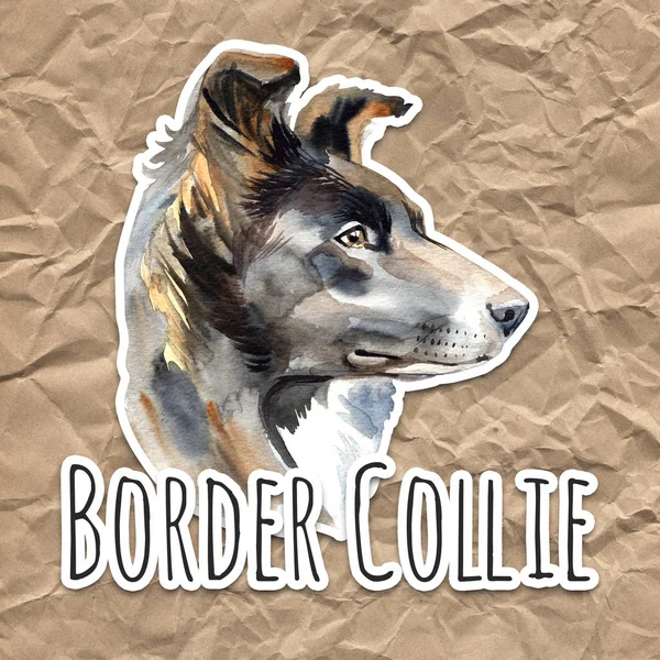 Portrét akvarel psa border kolie, Detailní záběr na bílém podkladu, s prvky nekape a malování drmolit — Stock fotografie