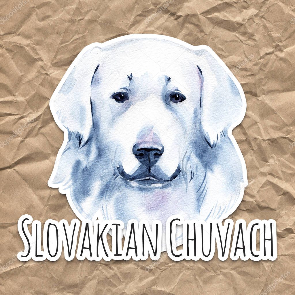 Slovakian Chuvach. Slovak cuvac dog breed with long fur digital art. Watercolor portrait close up of domesticated animal, hand drawn doggy slovakian purebred canine profile.