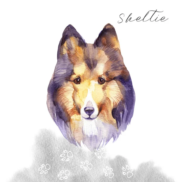 Sheltie. Cão retrato. Ilustração desenhada à mão aquarela . — Fotografia de Stock