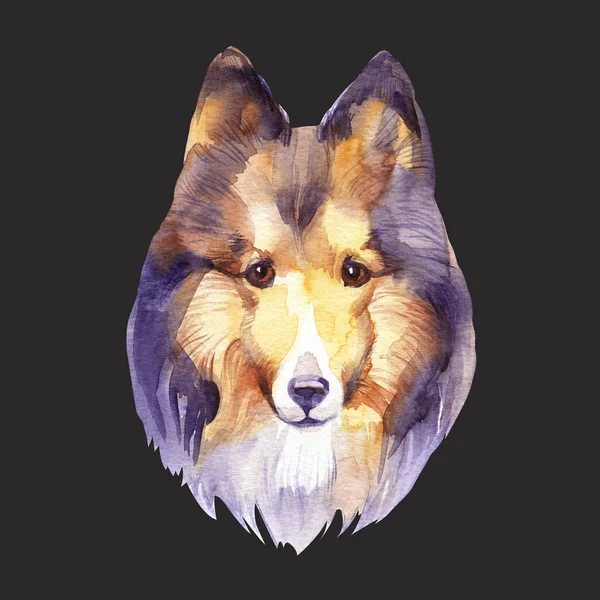 Sheltie. Portrait dog. Watercolor hand drawn illustration. — Stock Photo, Image