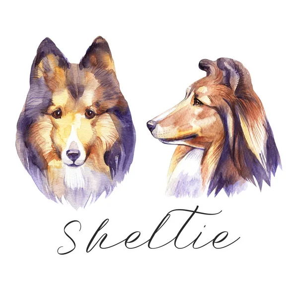 Sheltie. Un cane ritrattista. Illustrazione disegnata a mano acquerello . — Foto Stock