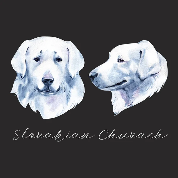 Slowakisches chuvach. slowakische Cuvac Hunderasse mit langem Fell digitale Kunst. Aquarell-Porträt in Nahaufnahme von domestiziertem Tier, handgezeichnet doggy slowakischen reinrassigen Eckzahn Profil. — Stockfoto