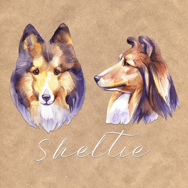 Sheltie. Stående hund. Akvarell handritad illustration. — Stockfoto