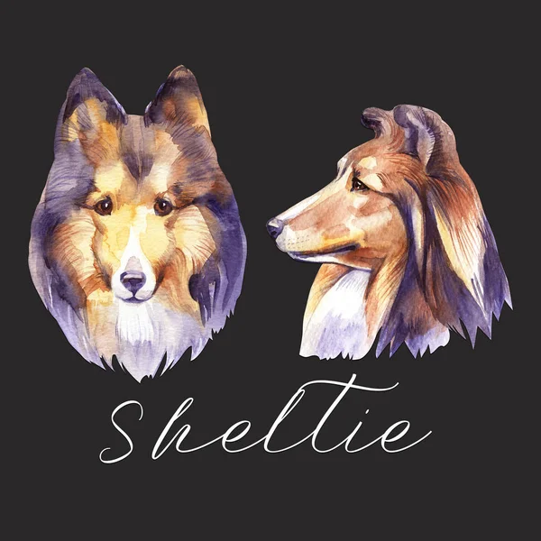 Sheltie. Un cane ritrattista. Illustrazione disegnata a mano acquerello . — Foto Stock