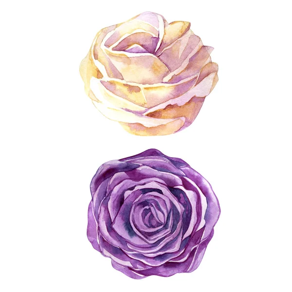 Ilustração aquarela de um conjunto com um botão de rosa branco roxo e delicado. cartão de saudação — Fotografia de Stock