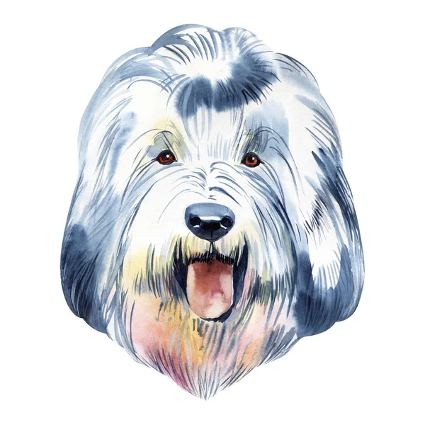 Old English sheepdog usado para assistir gado em fazendas ilustração de arte digital isolada. Inglaterra originou animal de estimação do Reino Unido. Filhote de cachorro animal doméstico com pele, focinho de cão de proteção canina — Fotografia de Stock