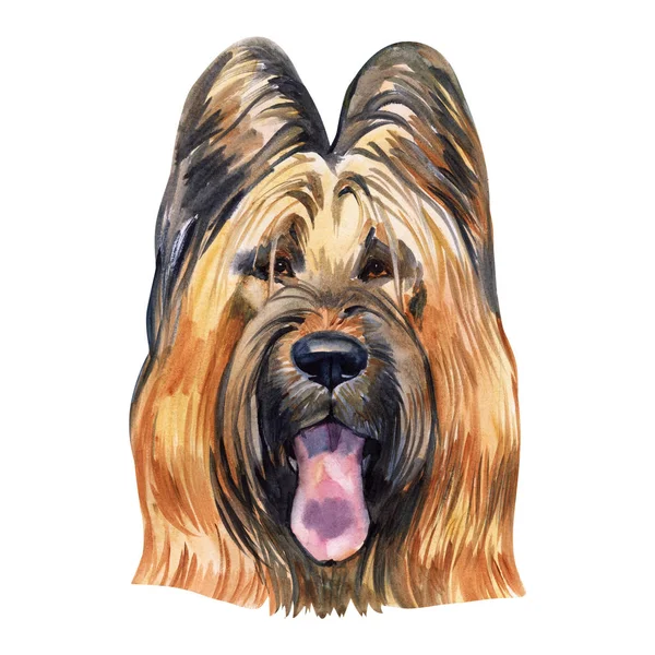 Briard chien race isolée sur fond blanc aquarelle illustration d'art. Chien d'élevage, originaire de France, portrait de tête de chien, clipart design réaliste imprimé chiot dessiné à la main, Berger de Brie — Photo