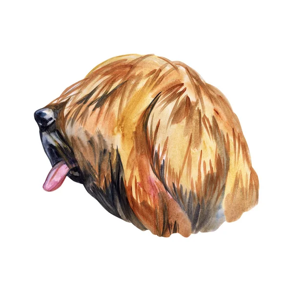 Briard dog breed isolated on white background watercolor art illustration. Herding dog, originally from France, dog head portrait, clipart realistic design puppy hand drawn print, Berger de Brie — Stock Photo, Image