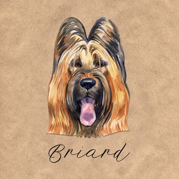 Briard perro crianza aislado en blanco fondo acuarela arte ilustración. Perro pastor, originario de Francia, retrato de cabeza de perro, clipart diseño realista cachorro dibujado a mano, Berger de Brie —  Fotos de Stock