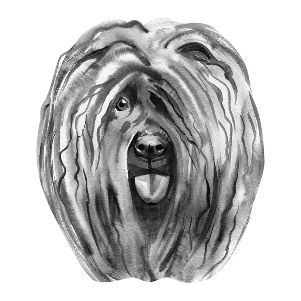 Cão bonito dos desenhos animados Puli. Ilustração aquarela de cão puli de raça pura . — Fotografia de Stock