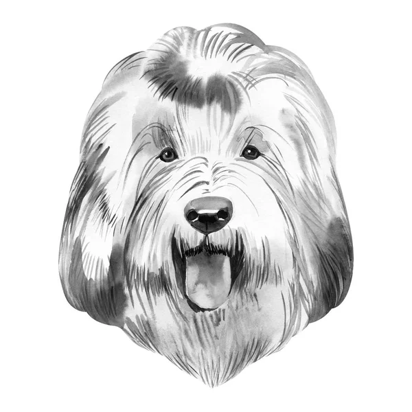 Old English sheepdog usado para assistir gado em fazendas ilustração de arte digital isolada. Inglaterra originou animal de estimação do Reino Unido. Filhote de cachorro animal doméstico com pele, focinho de cão de proteção canina — Fotografia de Stock