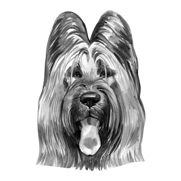 ブリアール犬の品種は白い背景の水彩画アート イラストを分離します。牧畜犬は、もともとはフランス、犬頭の肖像画からクリップアート現実的なデザイン子犬手描きプリント、ベルガー ・ デ ・ ブリー — ストック写真