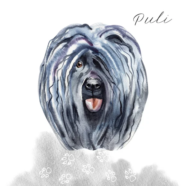 Aquarell illustriertes Porträt von puli dog. Niedliche lockige Gesicht von Haushund. — Stockfoto