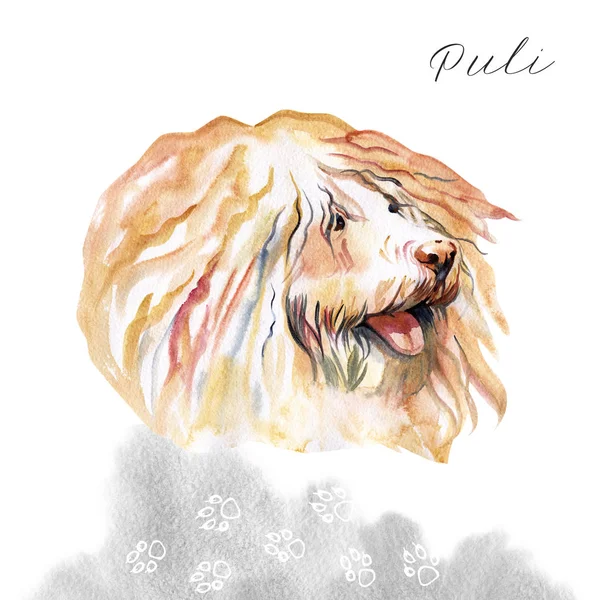 Suluboya portre Puli, resimli köpek. Yerli köpek sevimli kıvırcık yüz. — Stok fotoğraf