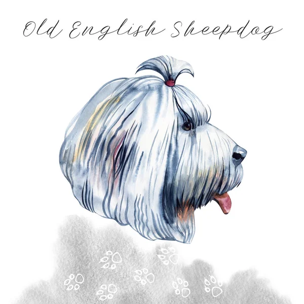 Old English sheepdog used to watch livestock at farms isolated digital art illustration. England originated pet from United Kingdom. Puppy domestic animal with fur, muzzle of canine protective hound