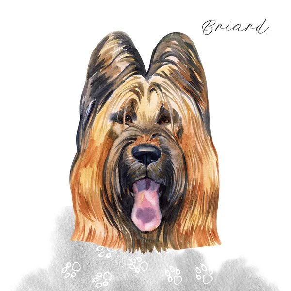 Brie çoban köpeği köpek portre. El boyalı, beyaz arka plan suluboya köpek portre üzerinde izole. — Stok fotoğraf