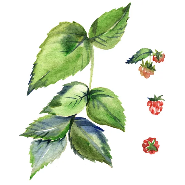 Aquarel Raspberry tak met bessen, geïsoleerde elementen, botanische illustratie. — Stockfoto