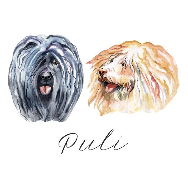 Carino il cane dei cartoni animati di Puli. Illustrazione ad acquerello di cane puli di razza . — Foto Stock