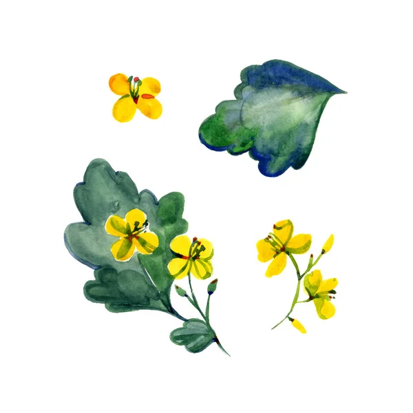 Medicinal plant celandine. Hand drawn watercolor painting. Illustration on white background — Stock Photo, Image