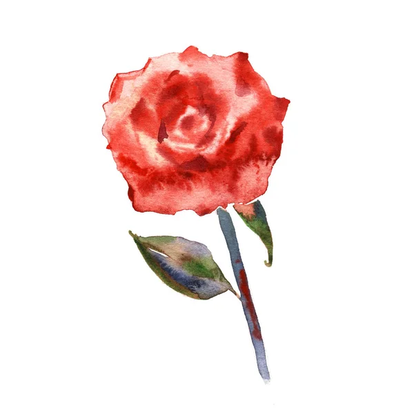 Wildflower rose flower in a watercolor style isolated. Full name of the plant: rose, hulthemia, rosa. Aquarelle wild flower for background, texture, wrapper pattern, frame or border — Stock Photo, Image