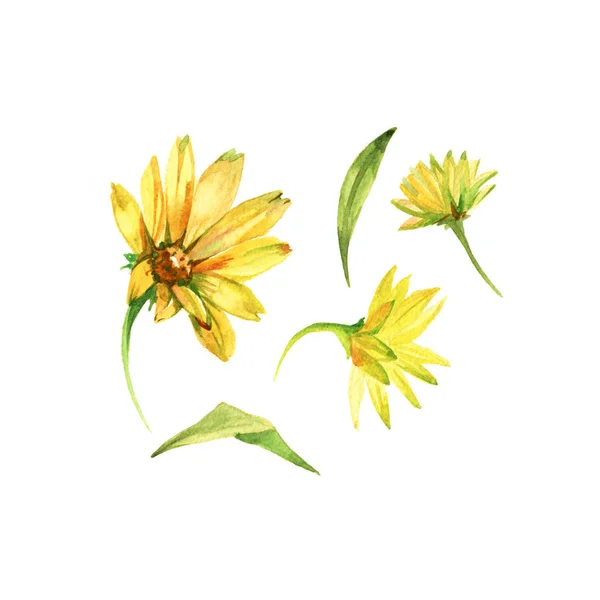 Conjunto de flores amarelas. Ilustração desenhada à mão aquarela isolada no fundo branco . — Fotografia de Stock