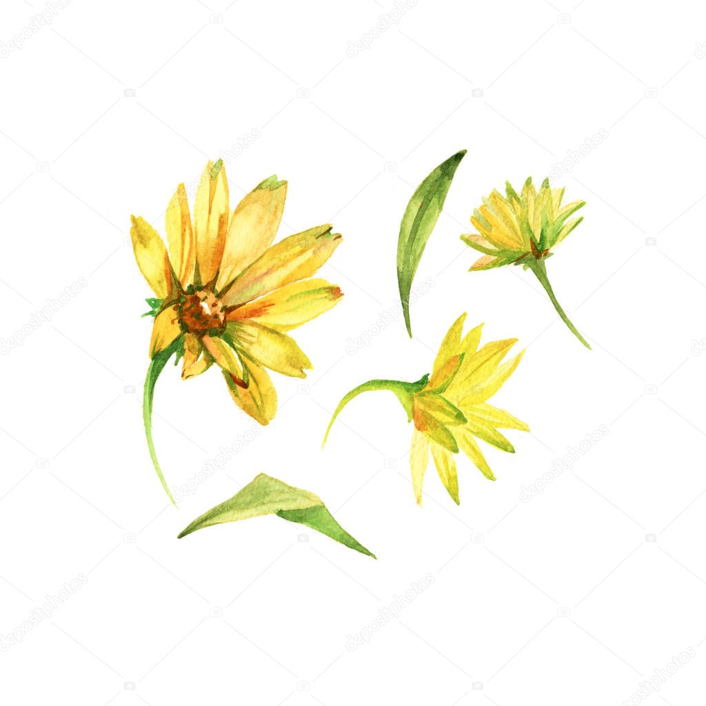 Set of yellow flowers. Watercolor hand drawn illustration isolated on white background.