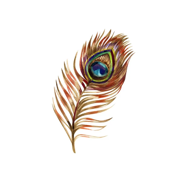 Pluma del pavo real, pintura de acuarela, aislada sobre fondo blanco . — Foto de Stock